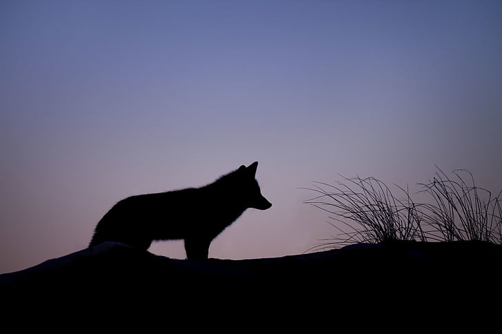 silhouette, wolf, grass, animals, wolves, land, sky