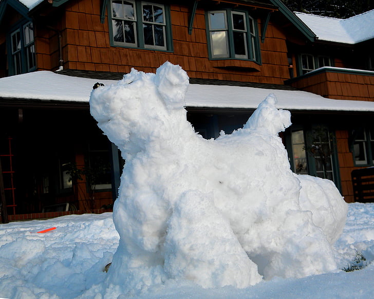 snow dog, mt tom art, snow, mt tom