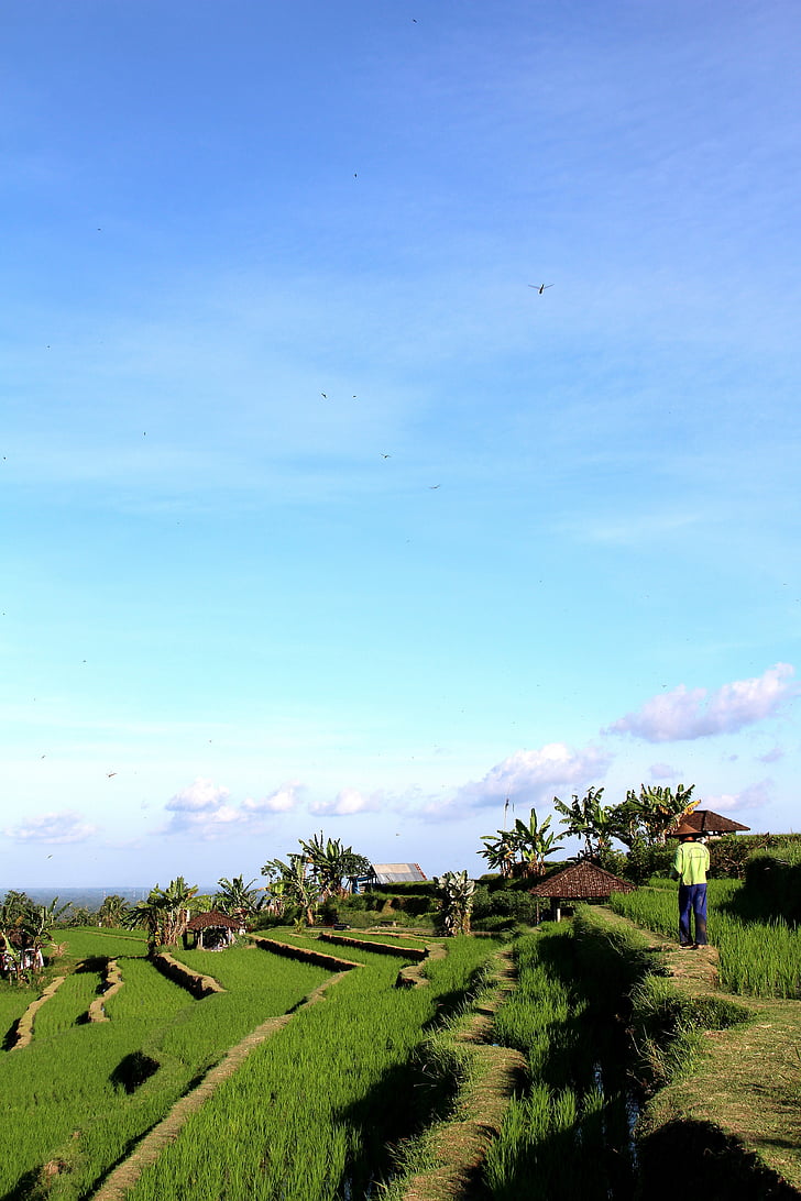 Bali, ryžové polia, Jatiluwih, svetového dedičstva UNESCO, Indonézia, Dovolenka, ryža