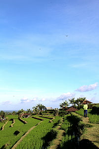 Bali, rijstvelden, Jatiluwih, UNESCO werelderfgoed, Indonesië, vakantie, rijst