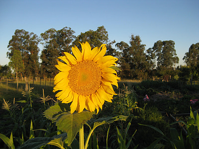 Sonnenblume, Sommer, gelb, Landwirtschaft, im freien, des ländlichen Raums, Sonnenlicht
