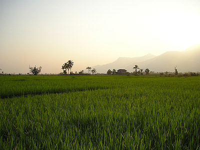 laos, rice fields, rice, rice plantations, plantations, southeast, asia
