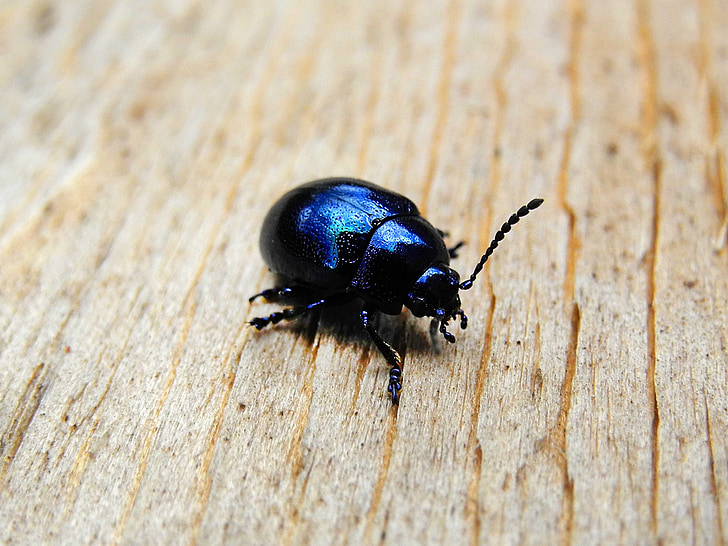 beetle, black, black beetle, insect, dung beetles