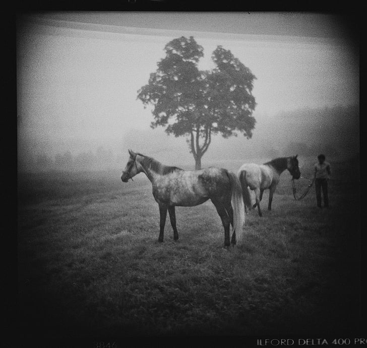 u sivim tonovima, fotografije, dva, konj, osoba, stoji, u blizini