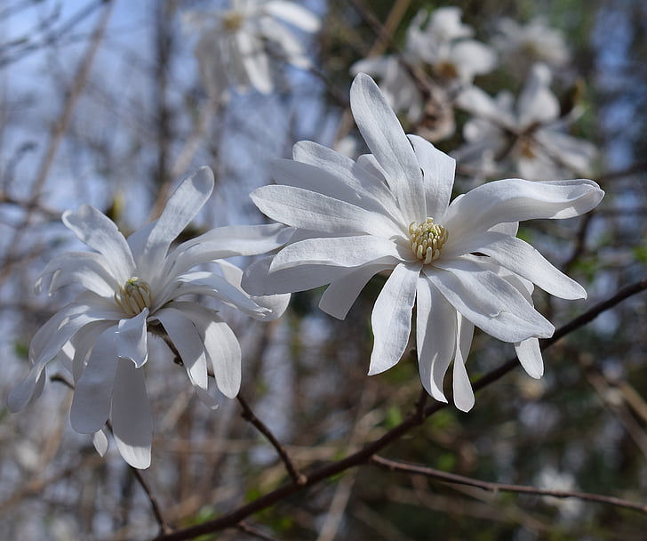 Star magnolia, Magnolia, träd, Anläggningen, trädgård, naturen, våren