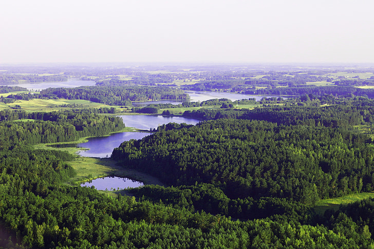 Đẹp, khu rừng, Châu Âu, Lithuania, chim bay, sương mù, màu xanh lá cây