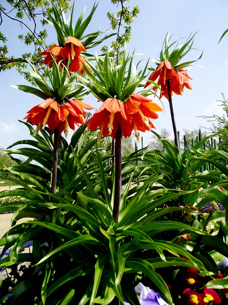 fiore imperiale, fiori, arancio, natura, pianta, pianta del giardino