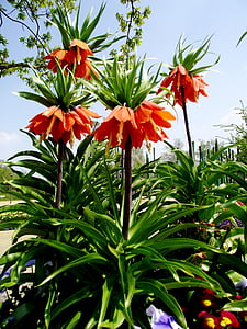 imperial flower, flowers, orange, nature, plant, garden plant