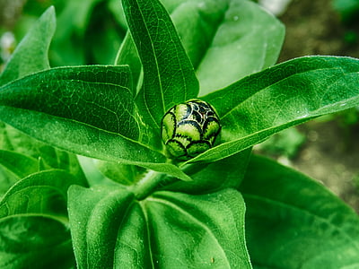 green, leaf, close, green leaves, garden, foliage, nature