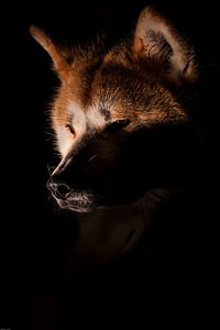 pes, Akita, Fox, tmavý, jedno zvíře, zvířecí motivy, zvířecí přírody