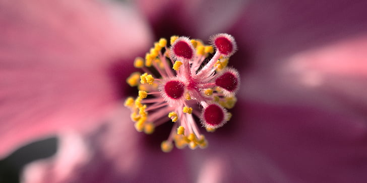 Hibiscus, Makro, lill, Sulgege, Makro fotograafia, õis, Bloom