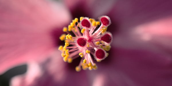 Hibiscus, makro, puķe, aizveriet, makro fotografēšanai, zieds, Bloom