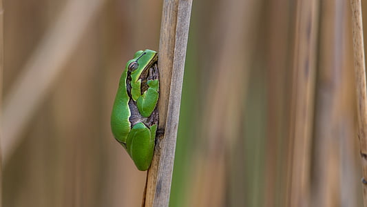 Древесная лягушка Зеленая, лягушка, Древесная лягушка, Грин, амфибия, Природа, животное