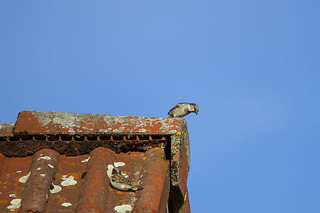 ο «Sperling», σπίτι sparrow, Απόκρυψη, Αναζήτηση