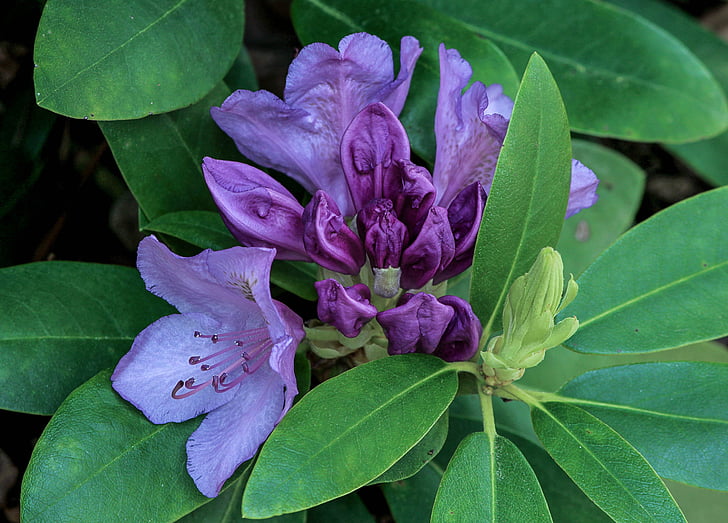 Rhododendron, Blume, lila, Blütenknospen, Strauch, Busch, Anlage
