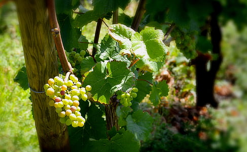 rebstock, grapes, henkel, grape, close, vine, vineyard