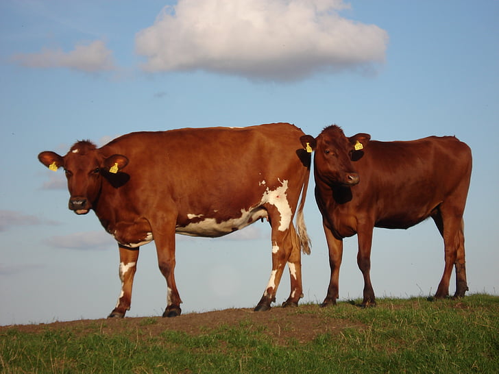 con bò, thịt bò, đồng cỏ, chăn nuôi, gia súc, màu nâu, động vật