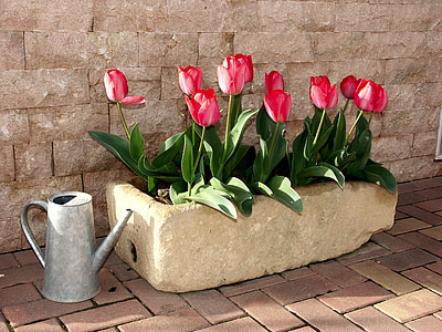 tulipány, Květináč, květ, červená, závod, zahrada, květiny