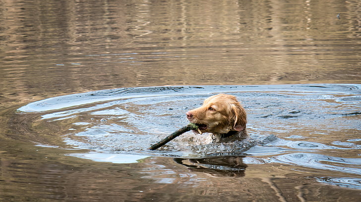 golden retriever, lake, retrieve, play, dog, water, fun