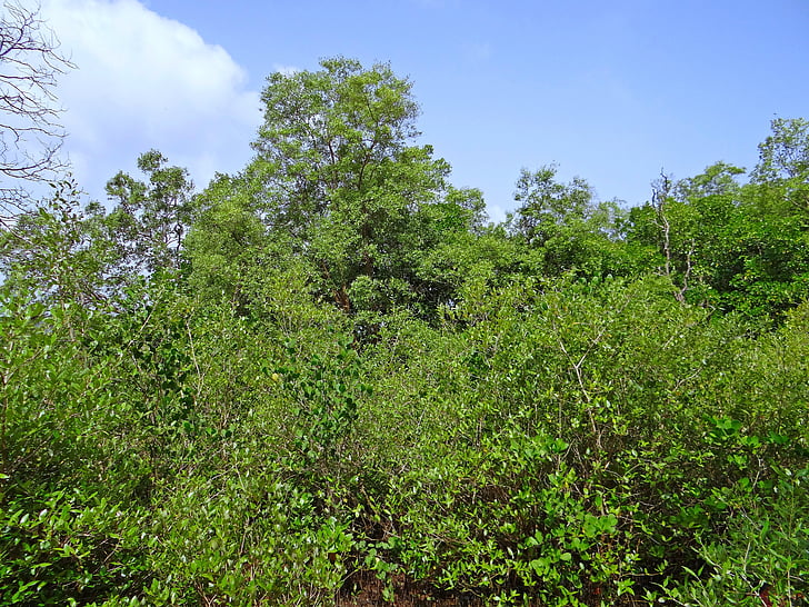 Mangrove, Terekhol flodmynning, träsket, Goa, Indien