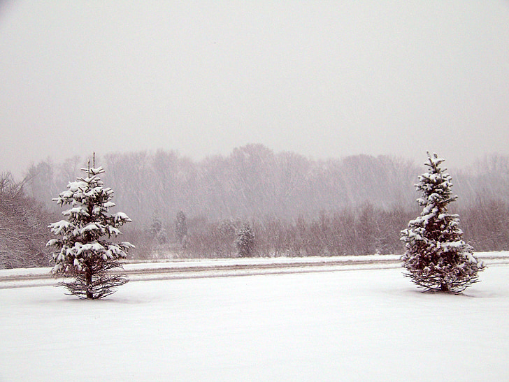neige, Evergreen, arbres, Christmas, Xmas, hiver