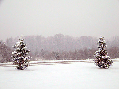 lumi, igihaljas, puud, jõulud, Xmas, talvel