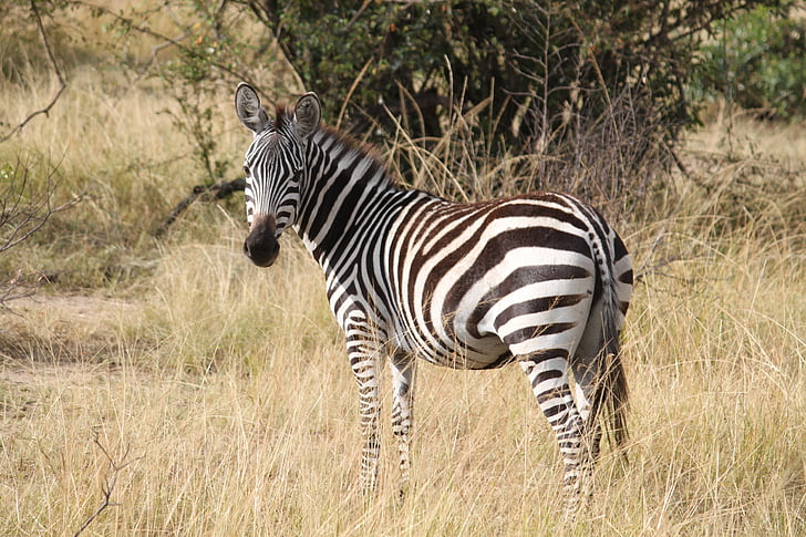 Zebra, Afrika, Safari, Serengeti, zvíře, volně žijící zvířata, Safari zvířata