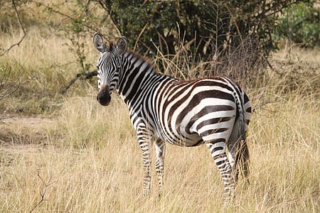 Zebra, Afrika, Safari, Národný park Serengeti, zviera, voľne žijúcich živočíchov, Safari zvieratá