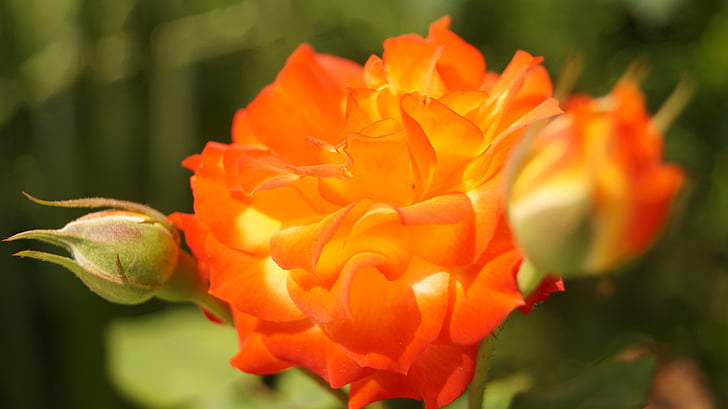 Роза, оранжевый, Цветы