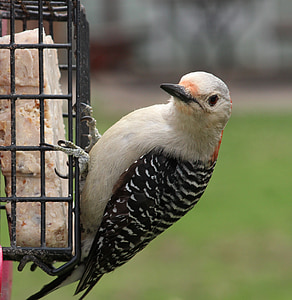 woodpecker, feeder, bird, hello, looking, red-bellied, wildlife
