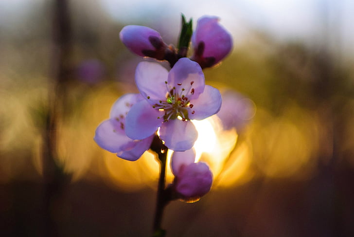 花, 自然, ブルーム, 桜の花, サンセット, 今晩, 太陽