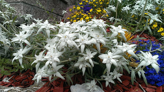 Edelweiss, hage, natur