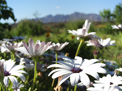 margaritas, flowers, white flowers, field, nature, spring, sunny