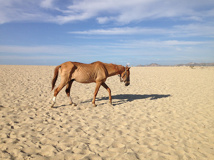zanedbaný kůň, pláž poušť, hladomor