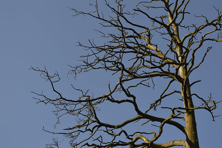 hic, branches, Sky