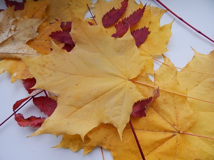 javorjev list, jeseni, listi, rumeni listi, rumeno listje jeseni, od blizu, Jesenski listi