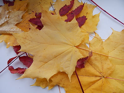 feuille d’érable, automne, feuilles, feuilles jaunes, feuilles d’automne jaune, Closeup, feuille d’automne