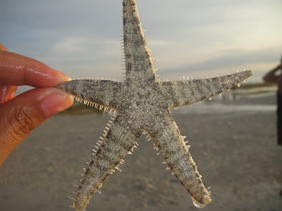Морская звезда, пляж, тропический, мне?, Рай, морской берег, экзотические