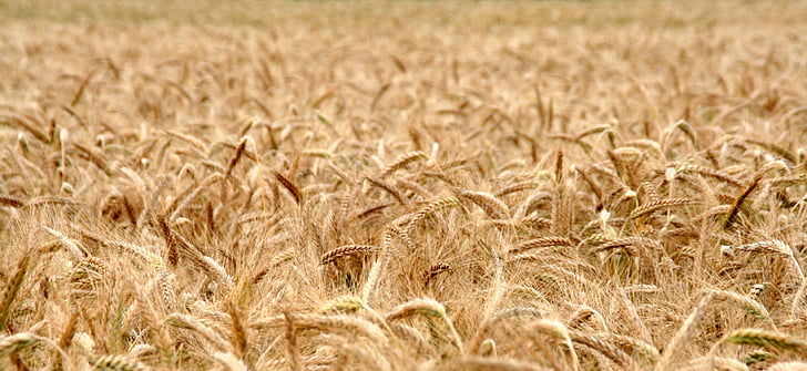 ladang jagung, ladang gandum, sereal, gandum, bidang, panen, benih