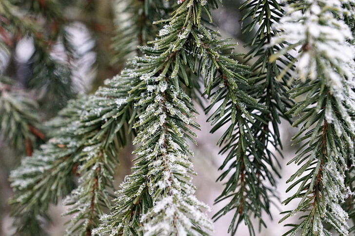 puu, talvel, loodus, jõulud, roheline, jää, Frost