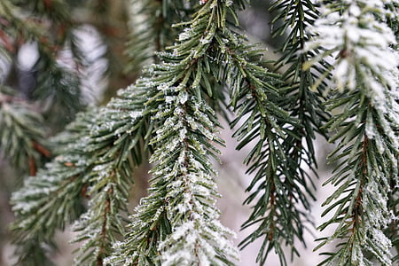 cây, mùa đông, Thiên nhiên, Giáng sinh, màu xanh lá cây, băng, Frost