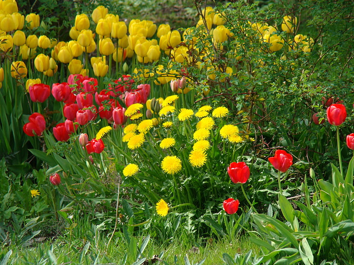 Цветы, Тюльпаны, цветник, Весенние цветы, Природа, цветок, завод