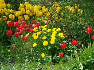 blomster, Tulipaner, blomsterbed, forårsblomster, natur, blomst, plante