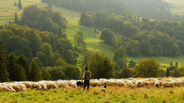 avių, ūkininkas, aviganis, žemės ūkis, gyvulių, ėriena, žolės