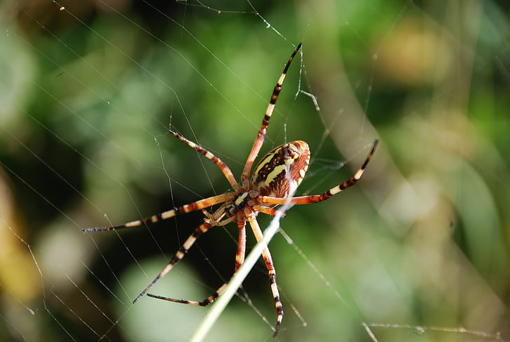 spider, nature, insects, natural, arachnid, web, green