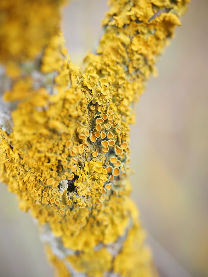 ordinary gelbflechte, tree, fouling, lichen, branch, xanthoria parietina, weave