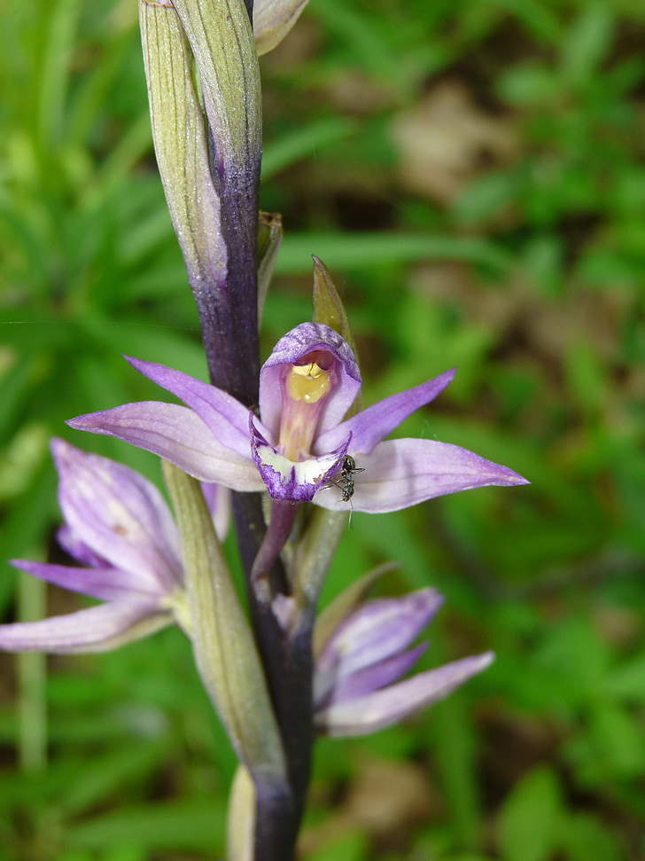 Violet limodore, Orchid, achlorophyllous