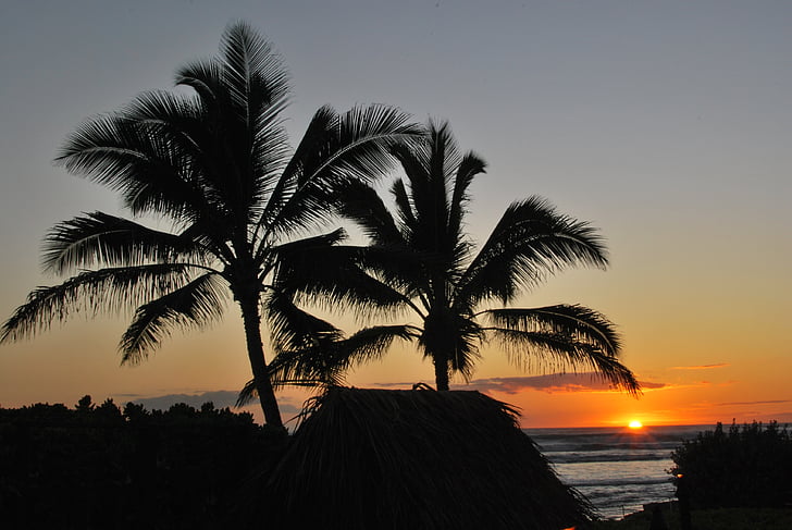 palmeiras, pôr do sol, praia, México, Calma, calmante