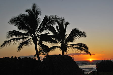 palmeres, posta de sol, platja, Mèxic, calma, calmant