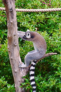 lemur, africa, ring tailed lemur, madagascar, primates, wild animal
